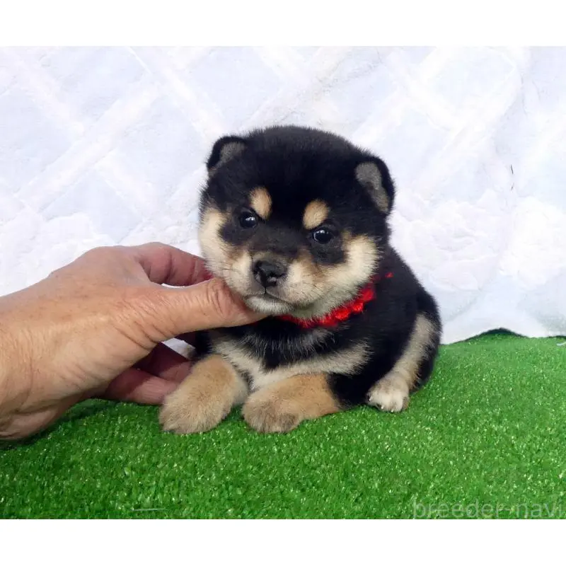 販売中の静岡県の豆柴-450963