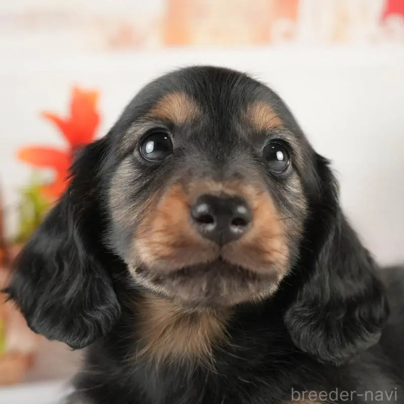 販売中の茨城県のミニチュアダックスフンド(ロングヘアード)-451169