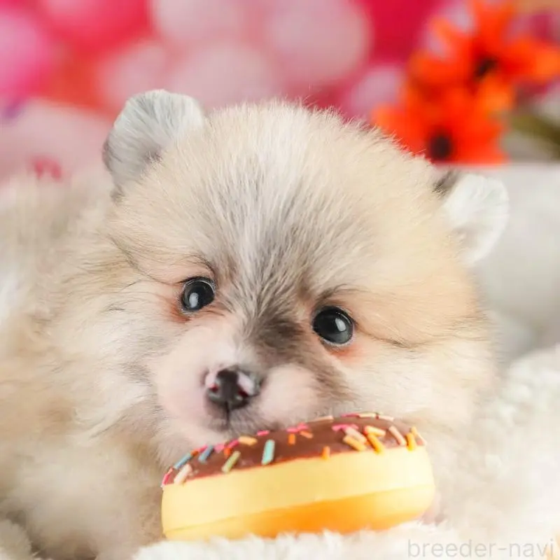 販売中の茨城県のポメラニアン-451141
