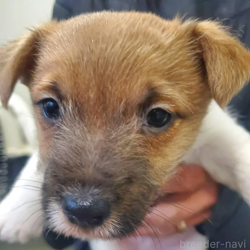 販売中の栃木県のジャックラッセルテリア-450992