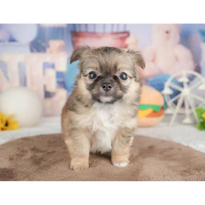 販売中の千葉県のチワワ(ロングコート)-451274