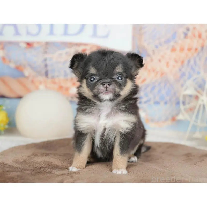 販売中の千葉県のチワワ(ロングコート)-451273