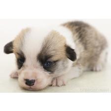 ♀︎ウェルシュコーギーペンブローク