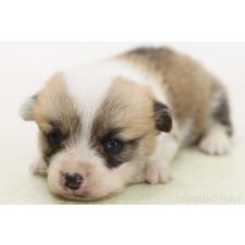 ♀︎ウェルシュコーギーペンブローク