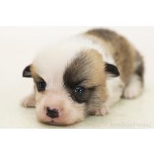 ♀︎ウェルシュコーギーペンブローク