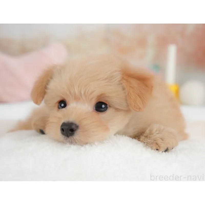 販売中の栃木県のポメプー:ポメラニアン×トイプードル-451272