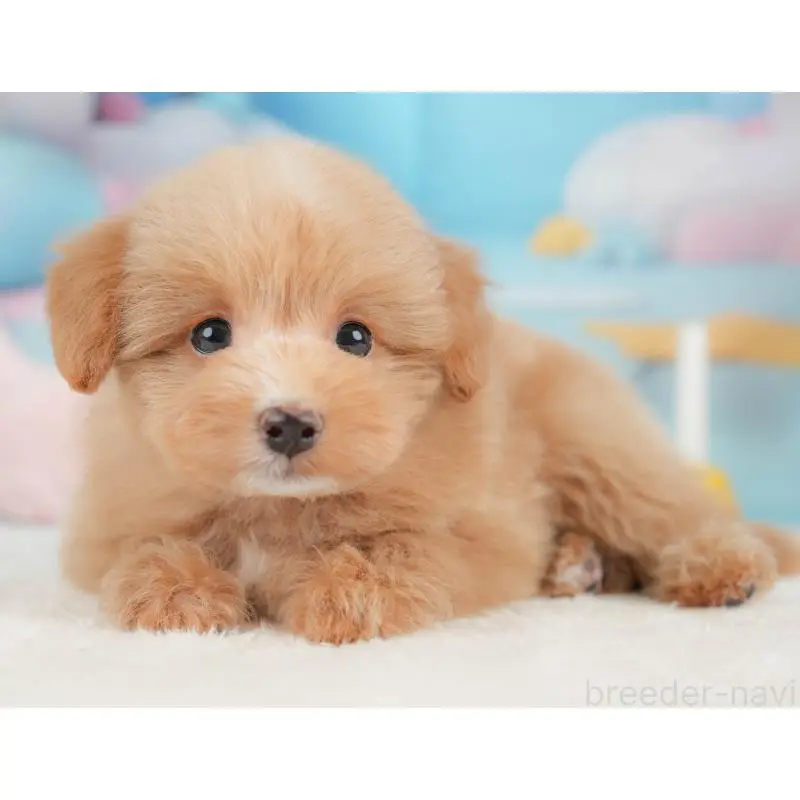 販売中の栃木県のポメプー:ポメラニアン×トイプードル-451270