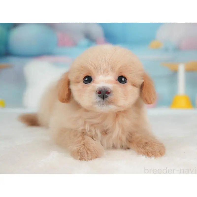 販売中の栃木県のポメプー:ポメラニアン×トイプードル-451269