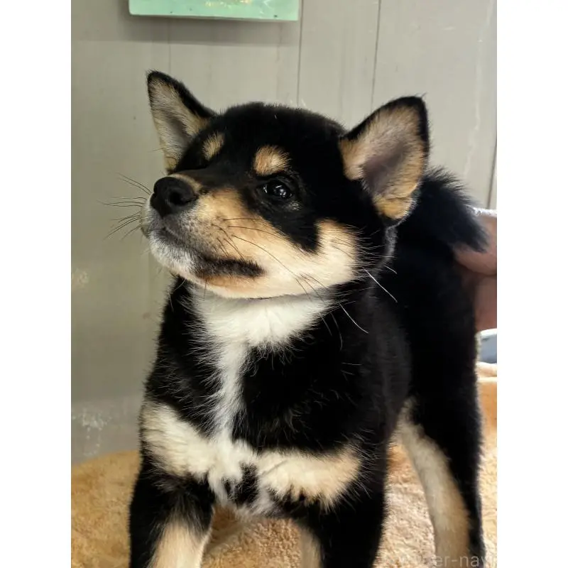 販売中の北海道の柴犬-450865