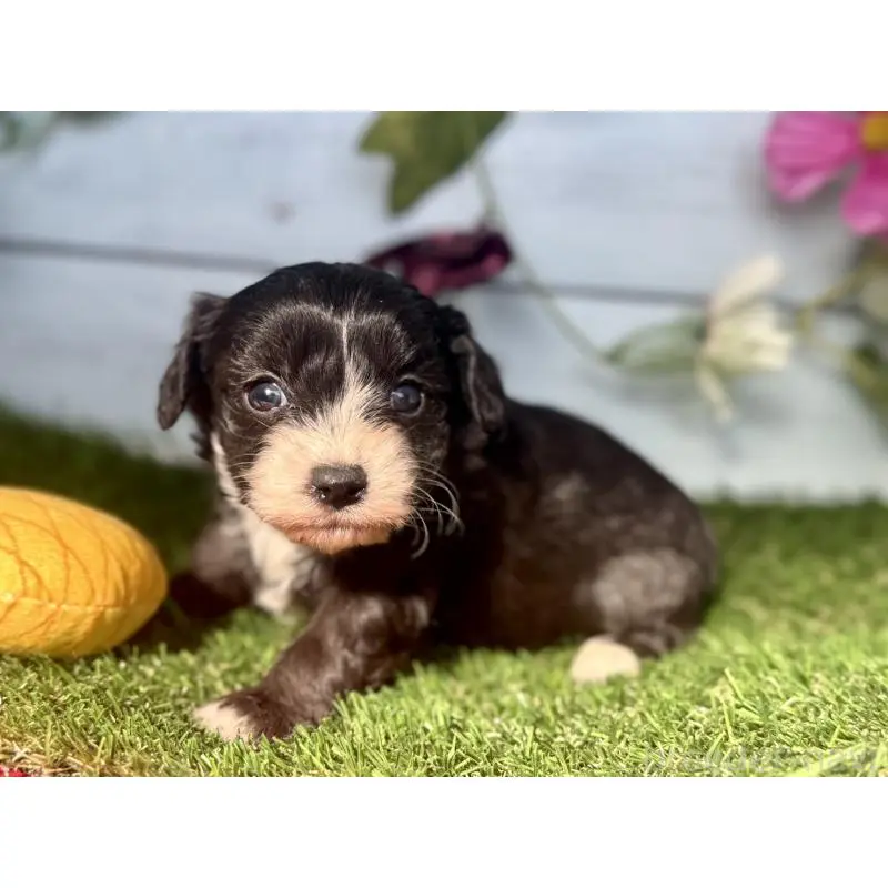 販売中の茨城県のチワプー:チワワ×トイプードル-450867