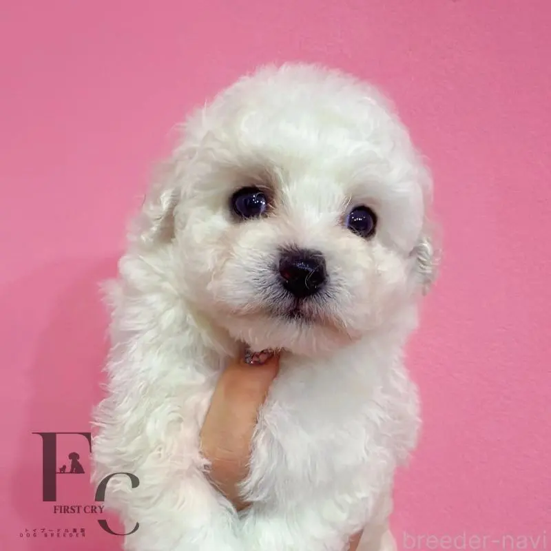 販売中の栃木県のビションフリーゼ-451069