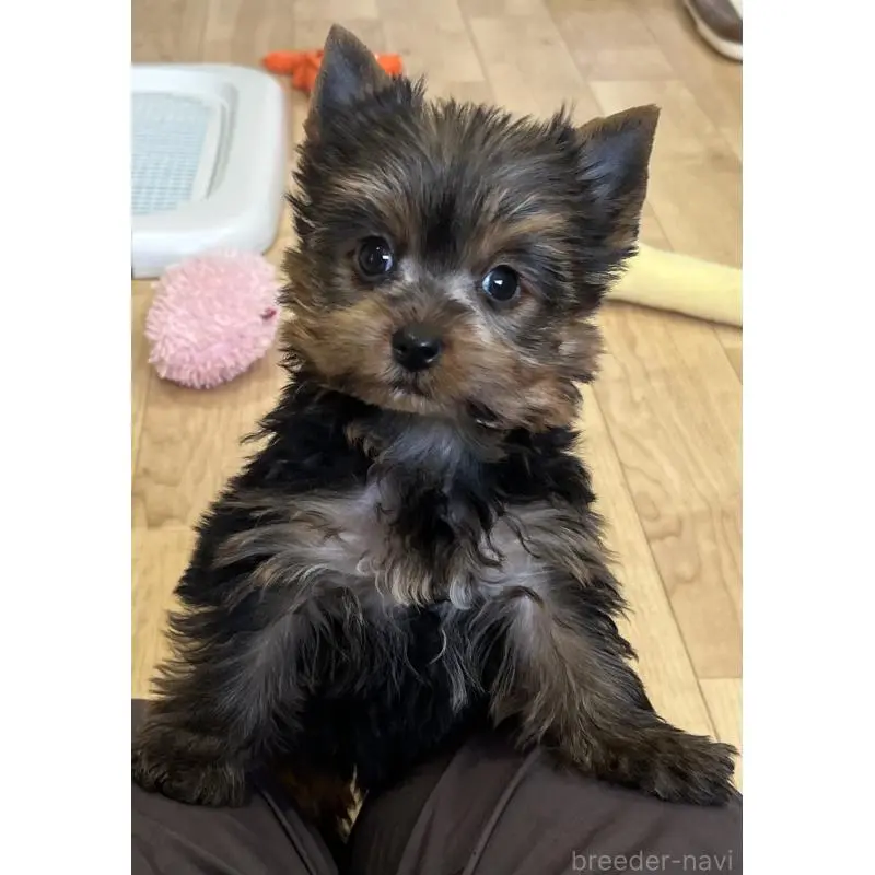 販売中の鹿児島県のヨークシャーテリア-451164