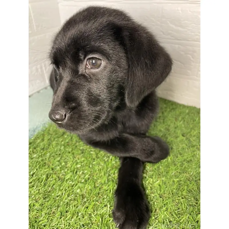 商談中の千葉県のラブラドールレトリーバー-451166