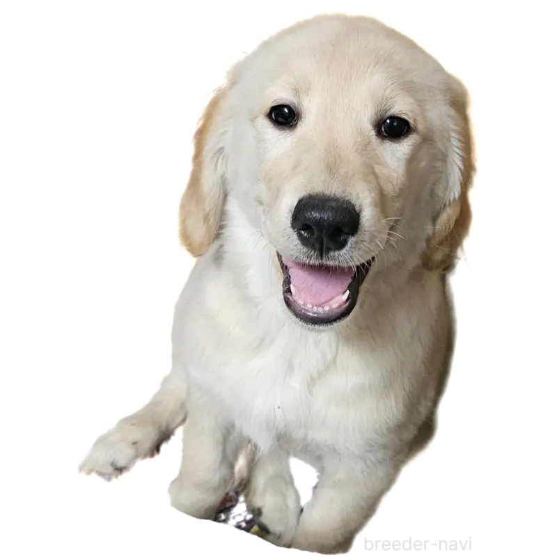 販売中の岩手県のゴールデンレトリーバー-451179