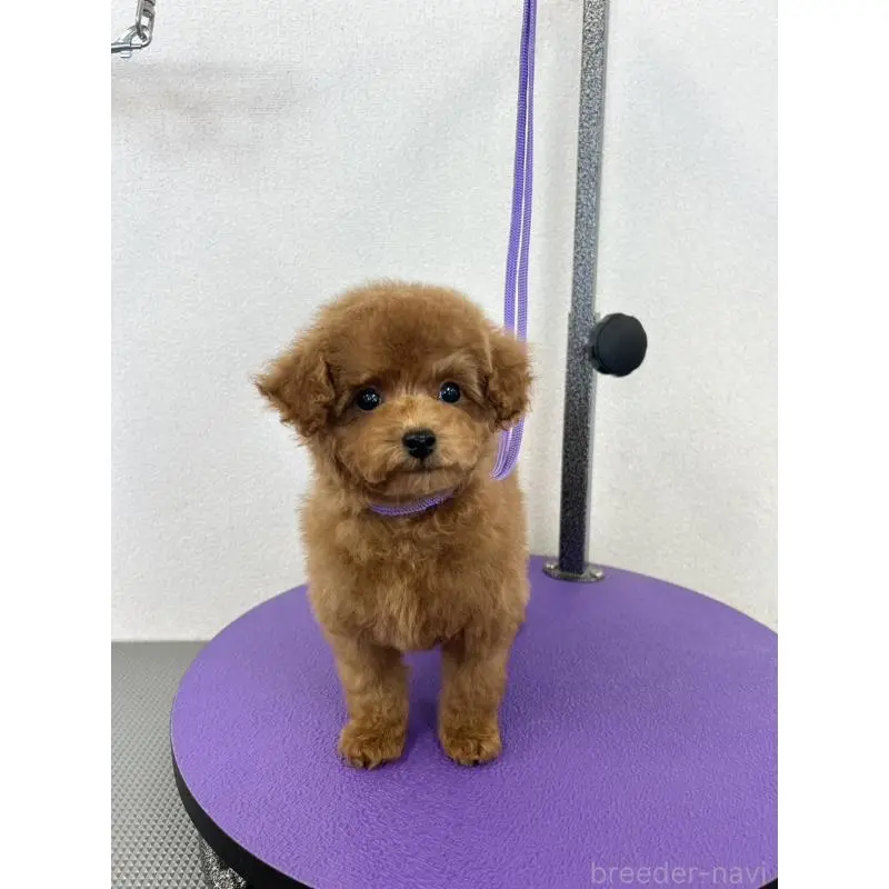 商談中の石川県のタイニープードル-451198