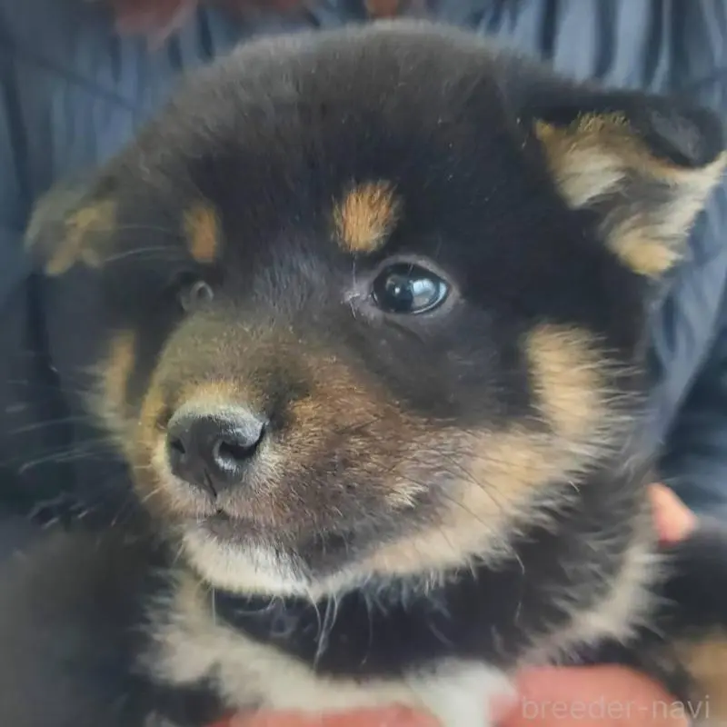 販売中の栃木県の柴犬-451221