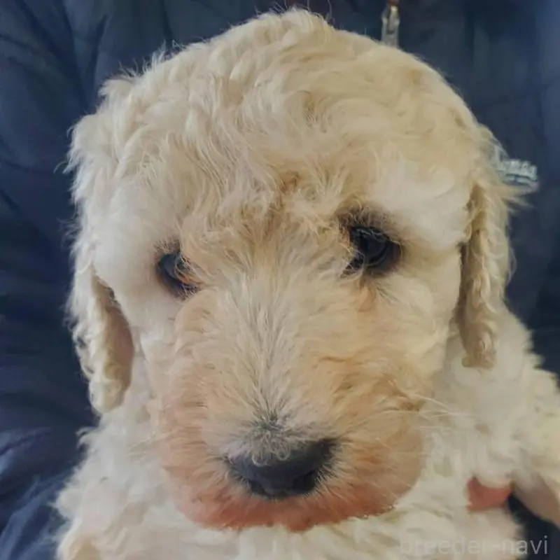 販売中の栃木県のスタンダードプードル-451229
