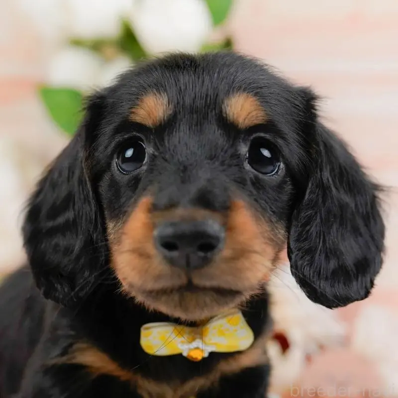 販売中の神奈川県のミニチュアダックスフンド(ロングヘアード)-451236