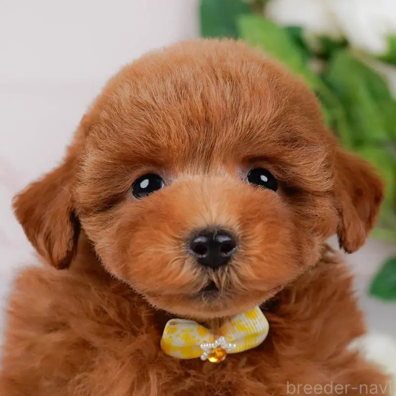 販売中の神奈川県のトイプードル-451239