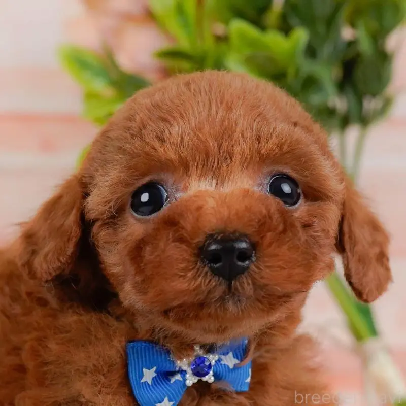 販売中の神奈川県のタイニープードル-451246