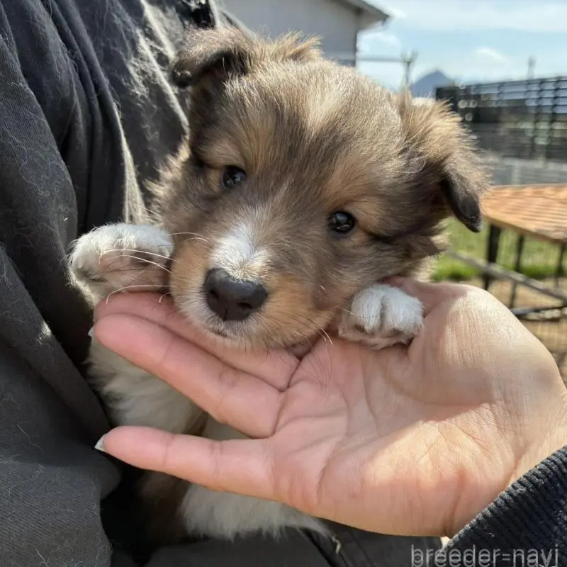 販売中の香川県のシェットランドシープドッグ(シェルティ)-451245