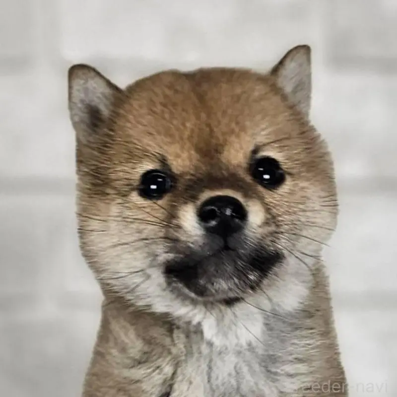 販売中の和歌山県の豆柴-451256