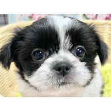 ♀︎チワズー:チワワ×シーズー