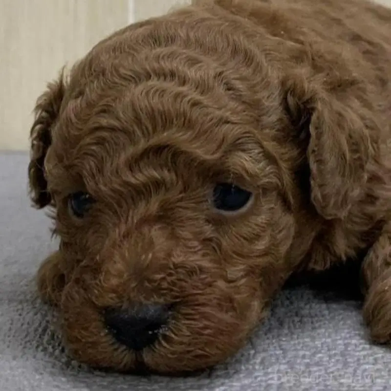 販売中の岡山県のトイプードル-451403