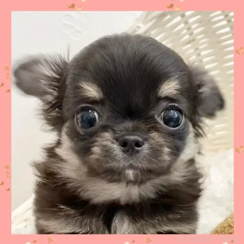 販売中の群馬県のチワワ(ロングコート)-451536