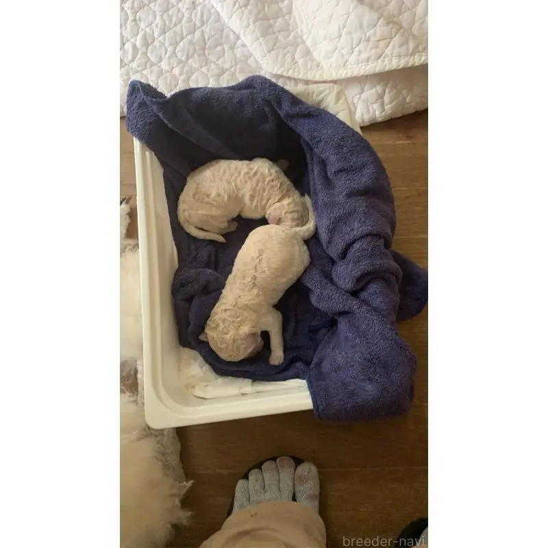 販売中の神奈川県のスタンダードプードル-451546