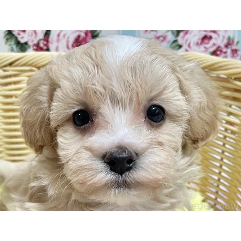 商談中の秋田県のマルプー:マルチーズ×トイプードル-451598