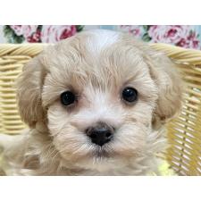 ♀︎マルプー:マルチーズ×トイプードル