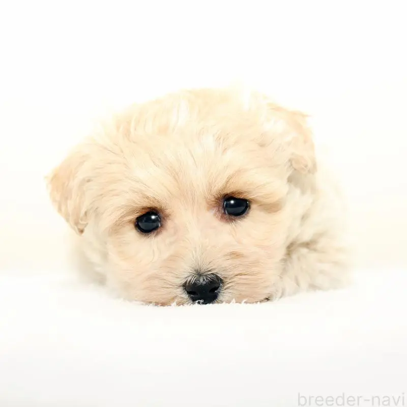 販売中の熊本県のマルプー:マルチーズ×トイプードル-451384