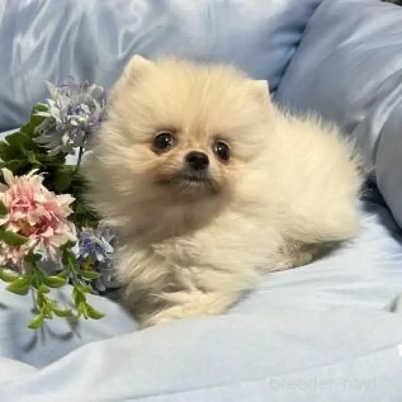 販売中の栃木県のポメラニアン-451632