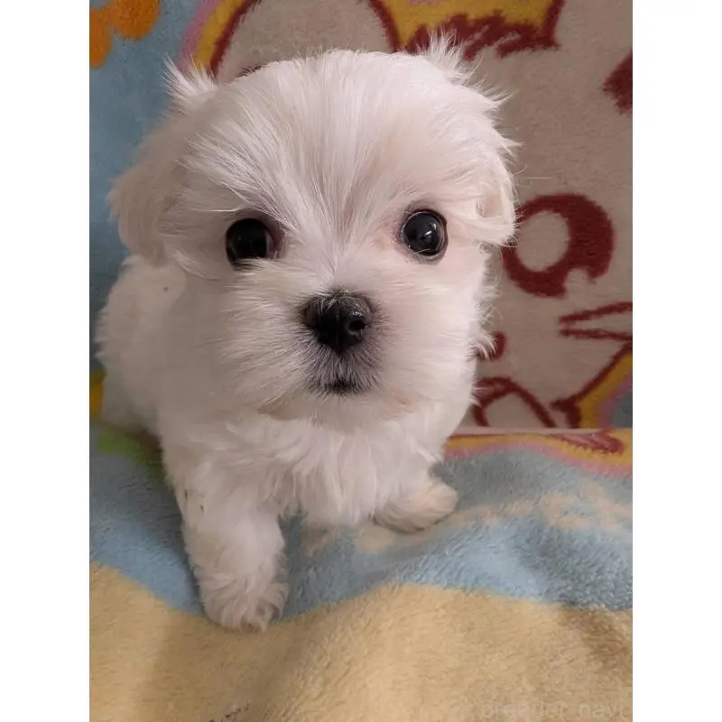 販売中の北海道のマルチーズ-451667