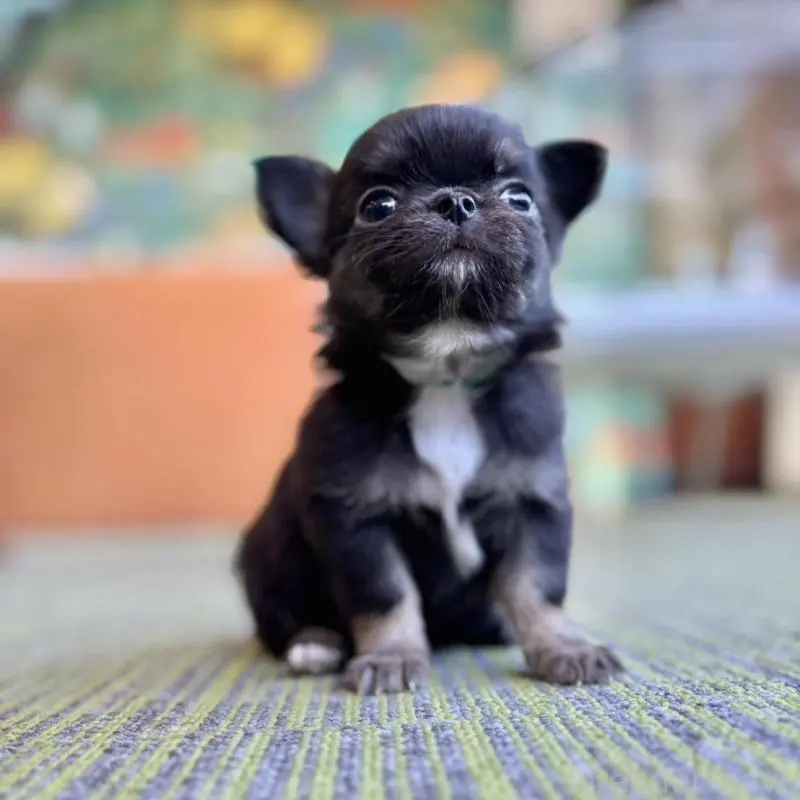 販売中の石川県のチワワ(ロングコート)-451670