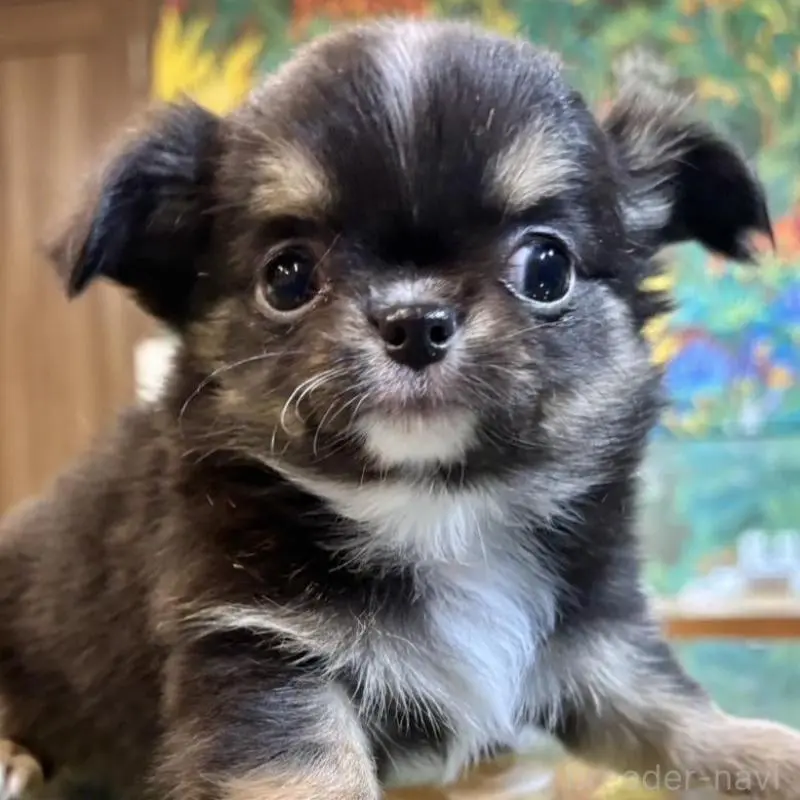 販売中の石川県のチワワ(ロングコート)-451671