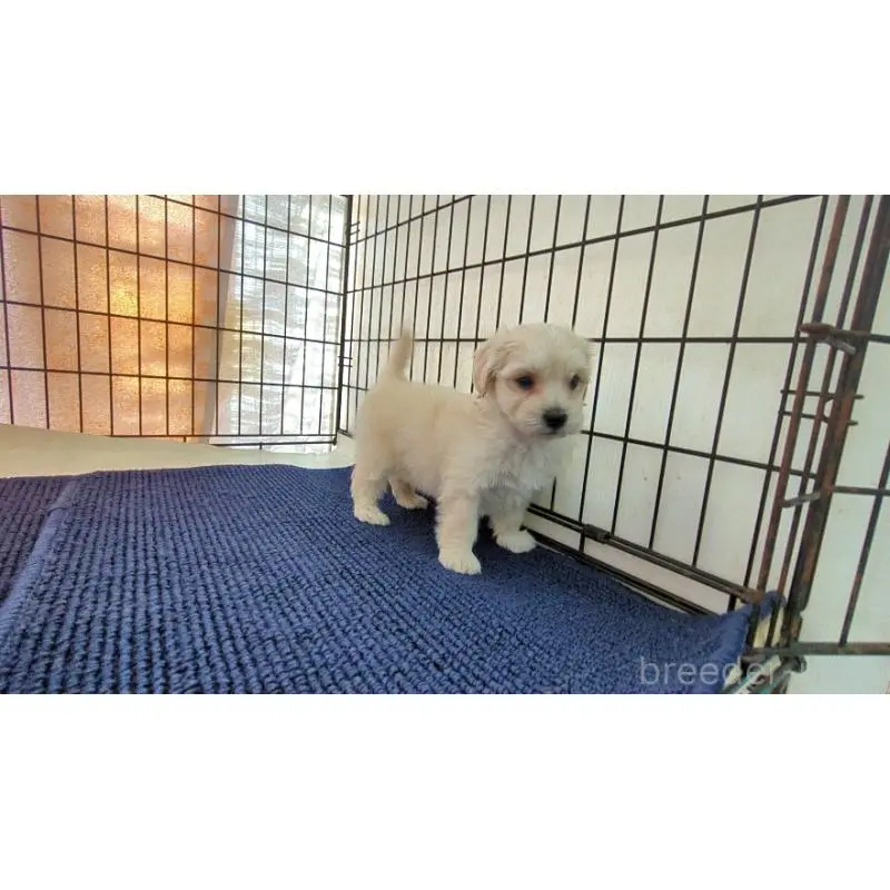 販売中の茨城県のマルプー:マルチーズ×トイプードル-451697