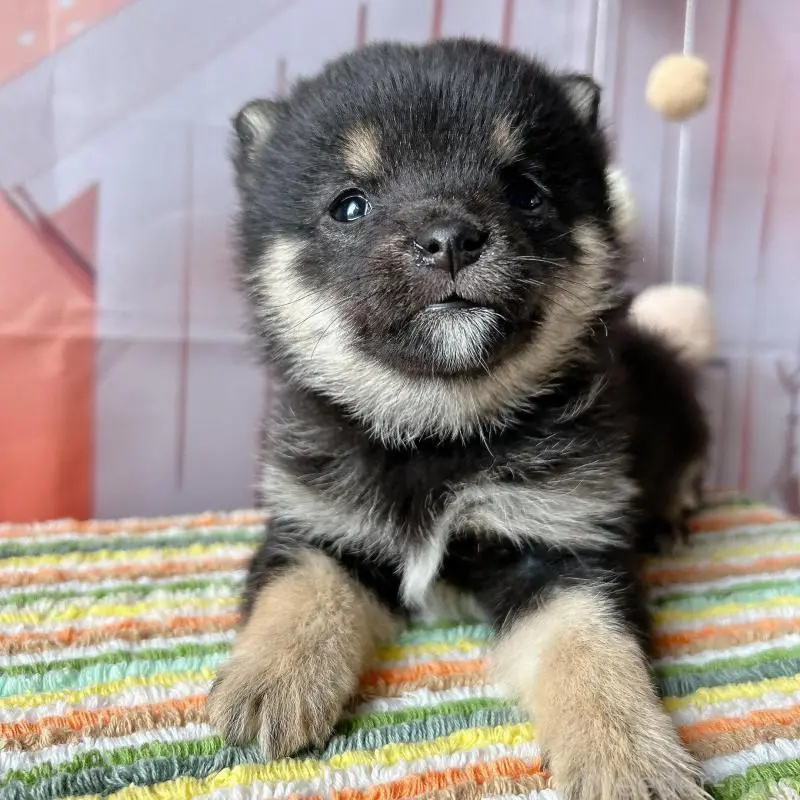 販売中の群馬県の豆柴-451698