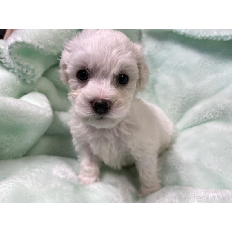 販売中の神奈川県のビションフリーゼ-451709