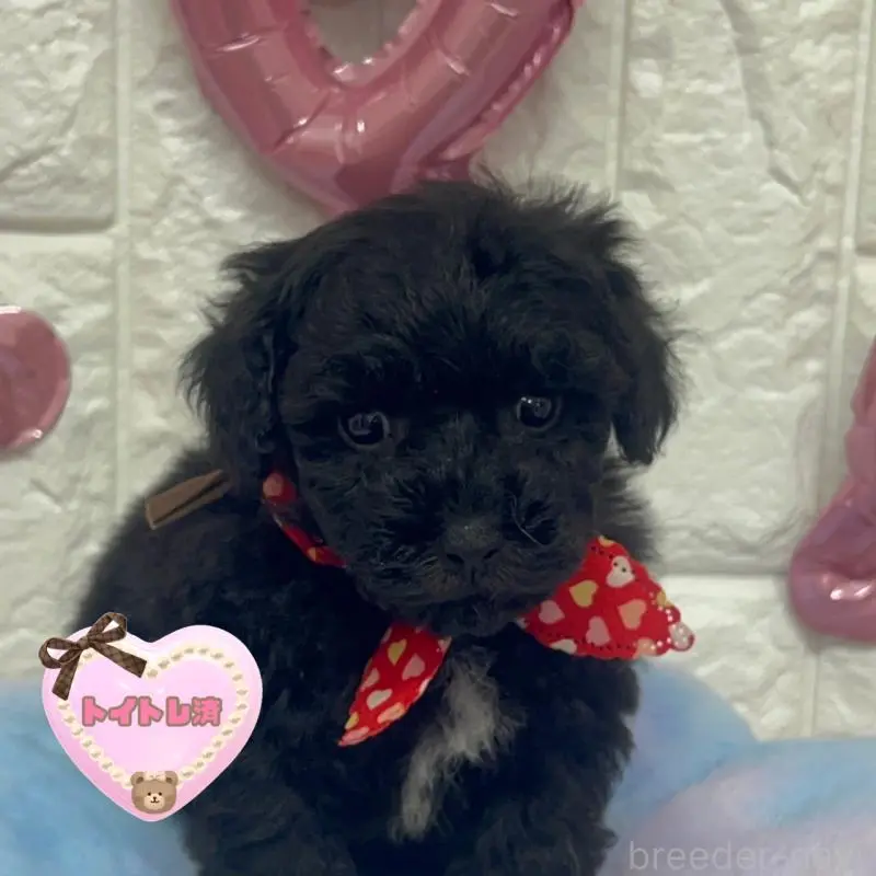 販売中の茨城県のビションプー:ビションフリーゼ×トイプードル-451712