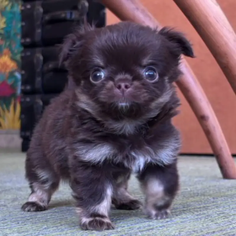 販売中の石川県のチワワ(ロングコート)-451717