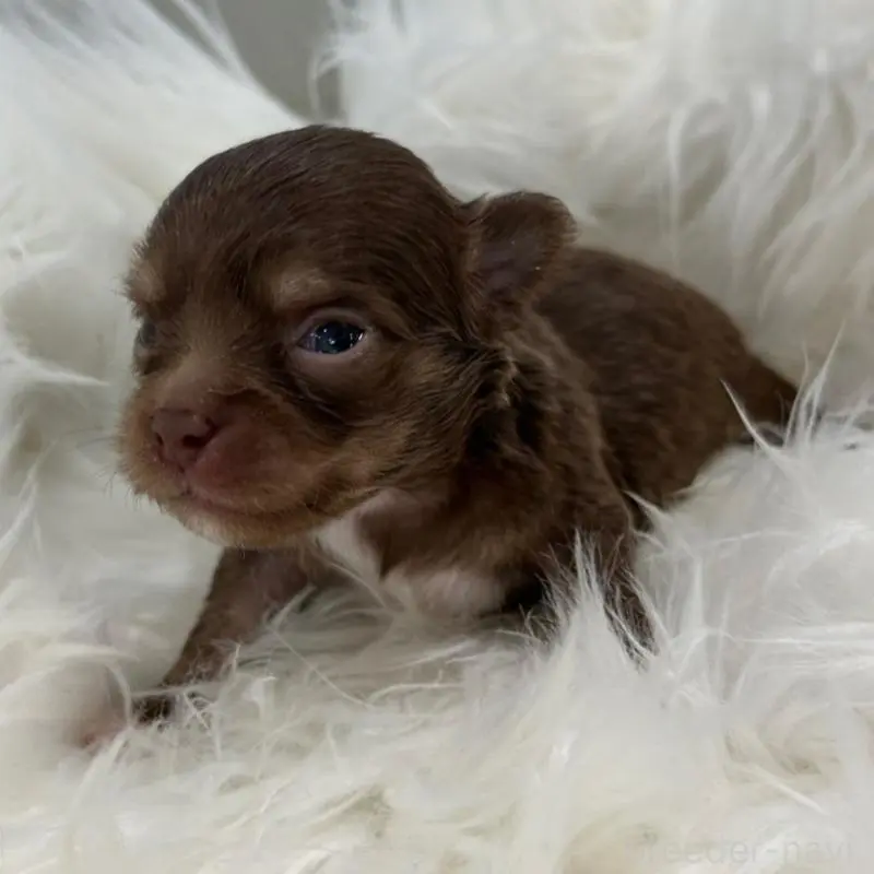 販売中の愛媛県のチワワ(ロングコート)-451730