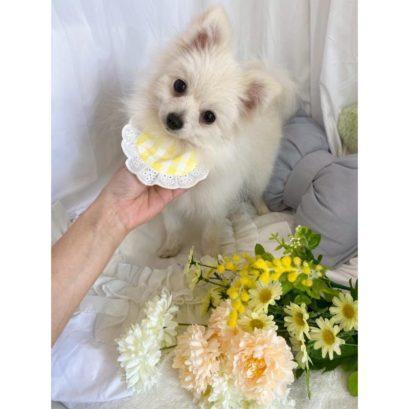 販売中の兵庫県のポメラニアン-414753