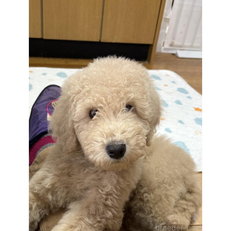 販売中の愛知県のスタンダードプードル-437224