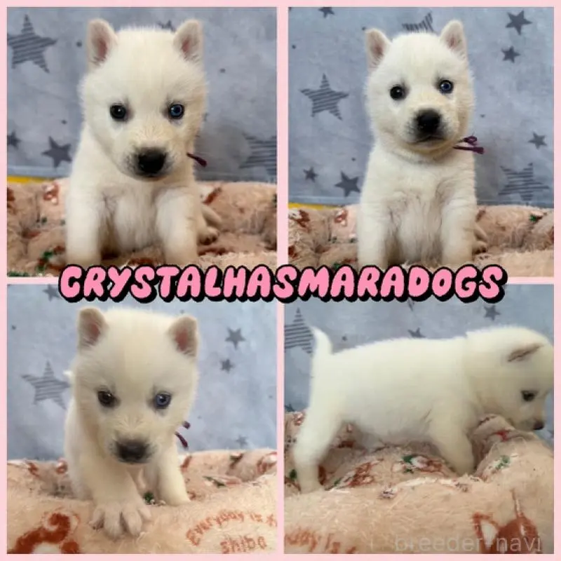 販売中の北海道のシベリアンハスキー-451826