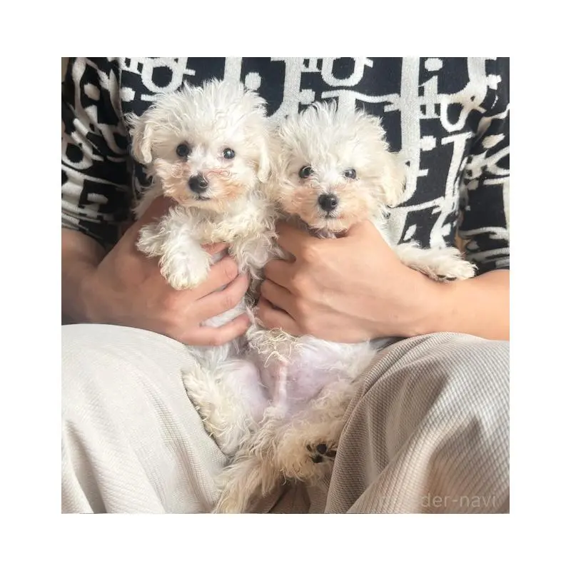 販売中の愛知県のビションフリーゼ-451841