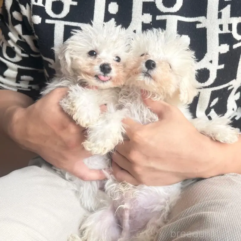 販売中の愛知県のビションフリーゼ-451844