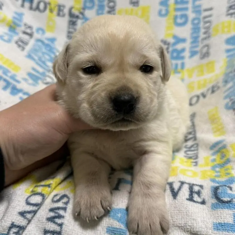 商談中の岡山県のラブラドールレトリーバー-451858