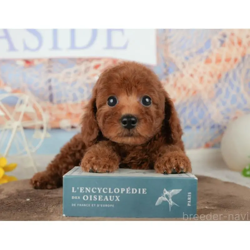 販売中の千葉県のトイプードル-451939